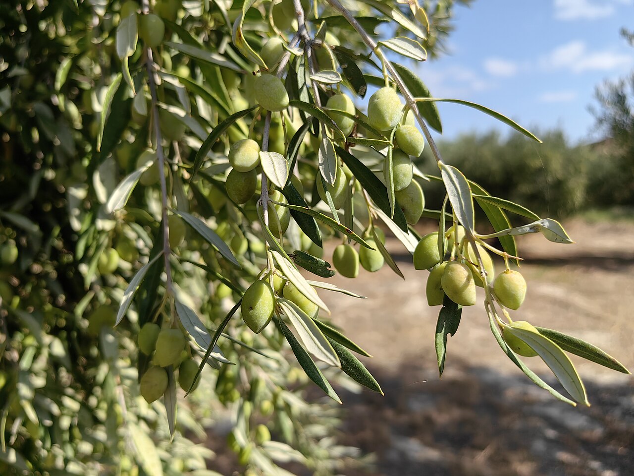 Olives Koroneiki sur la branche, région de Sitia, Crète